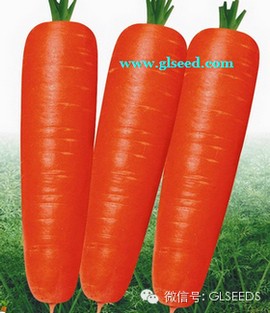 特级宝冠黑田胡萝卜