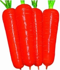 名古屋3号杂交七寸胡萝卜