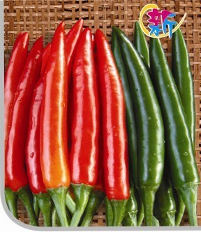 GL-9辣椒