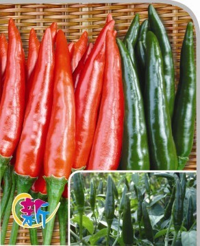 GL-10号辣椒