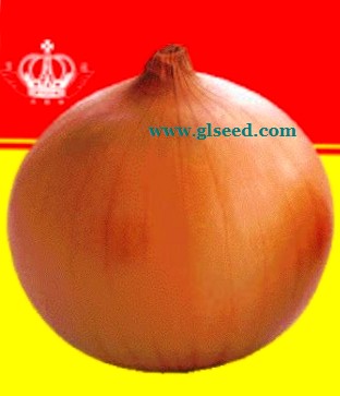 日本新时代--凤凰大玉葱