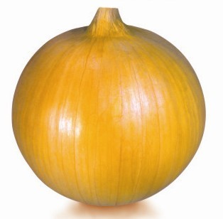  早春黄3号洋葱