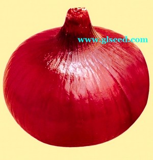 早生紫丰玉葱