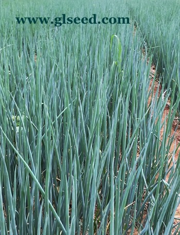 吉味一条小香葱