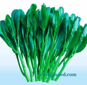 青野尖叶菜心