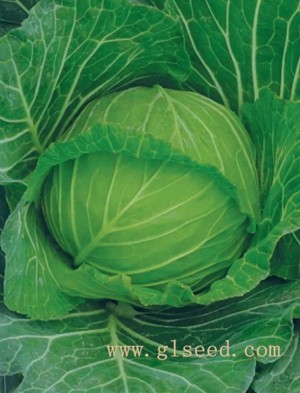 广良米奇163甘蓝