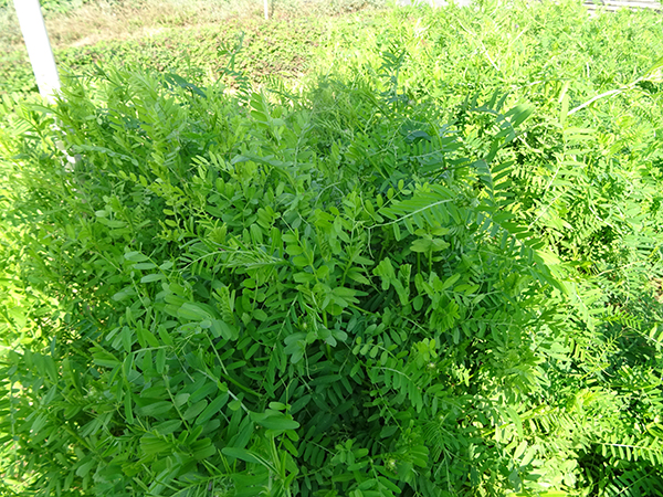 大巢菜(箭舌碗豆) 