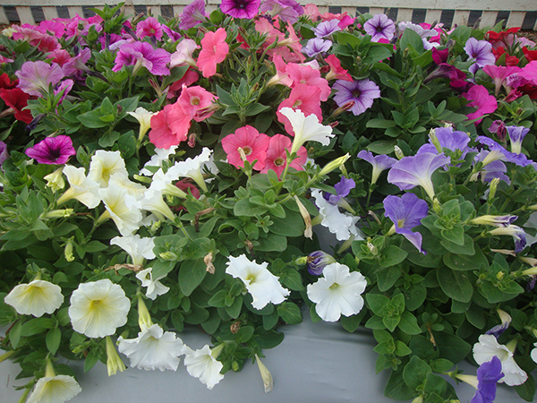 矮牵牛&bull;混色