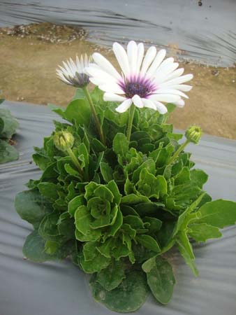 堆心菊&bull;CP-J-11