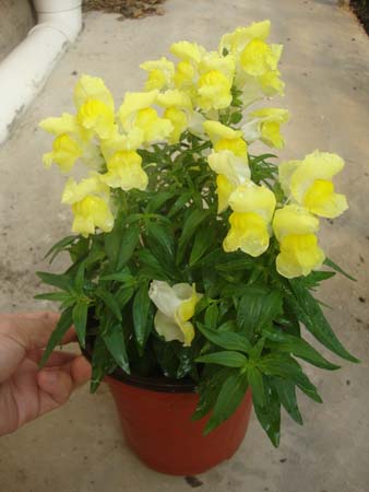 金鱼草&bull;GLAC03橙色