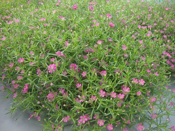 满天星&bull;GLGJ01深玫红色