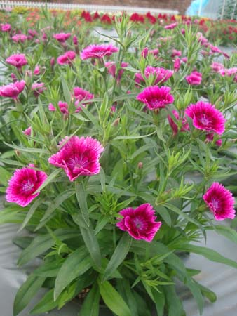 石竹&bull;GLPZ03紫色带边