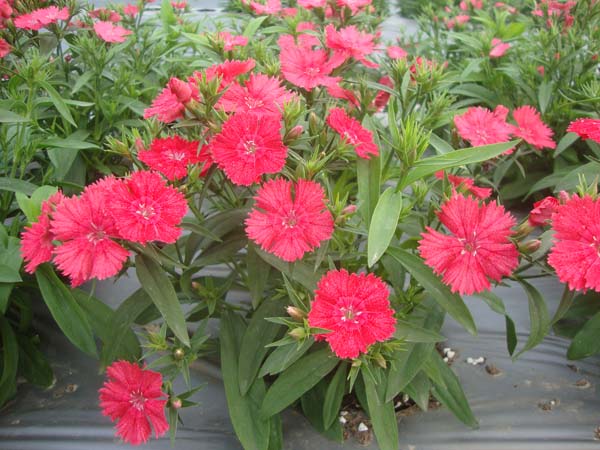 石竹&bull;GLPZ04绯红色带