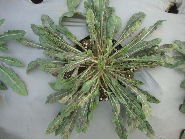 香彩雀&bull;CP-R-W-01