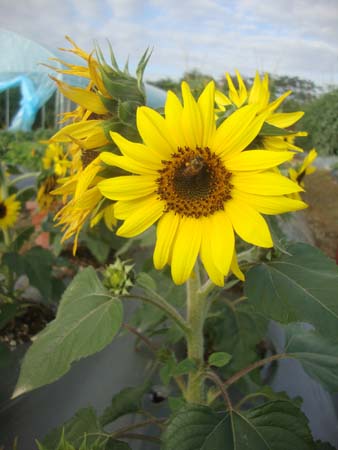 向日葵&bull;CP-K-01