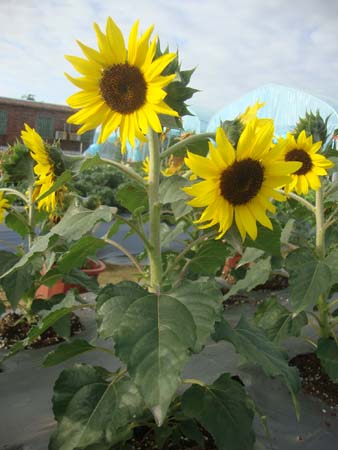 向日葵&bull;CP-D-03