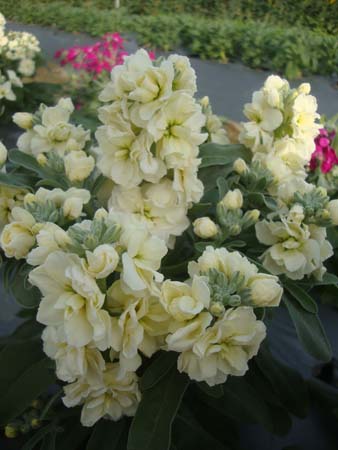 紫罗兰&bull;GLJL03黄色改良