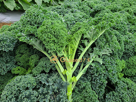 广良雲裳羽衣甘蓝