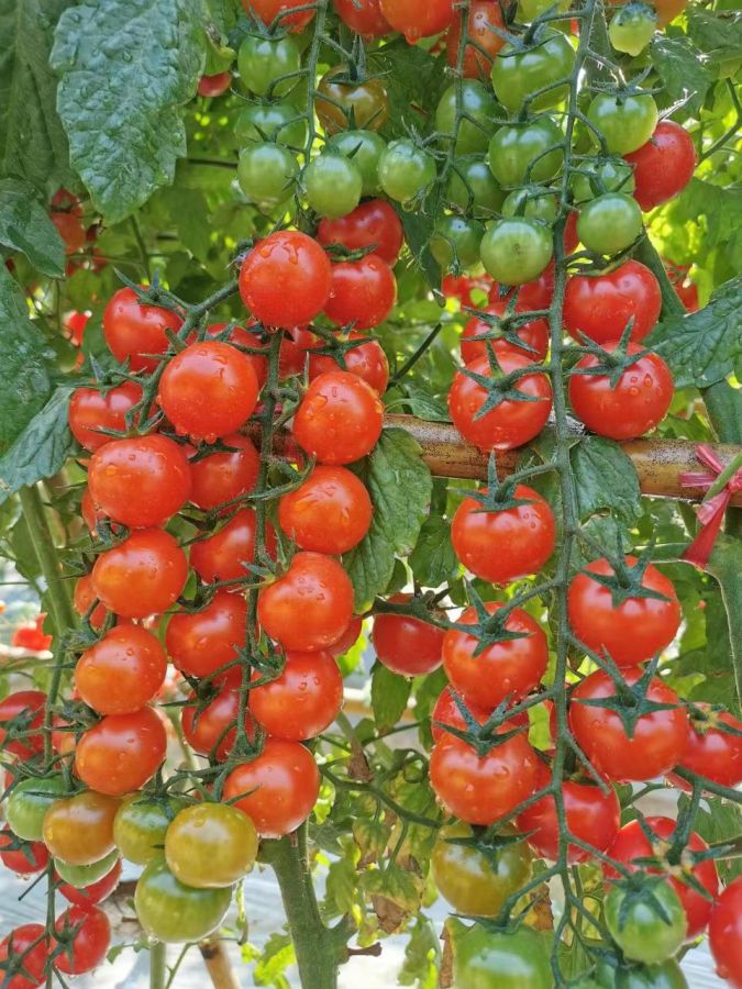 拉多克15号番茄