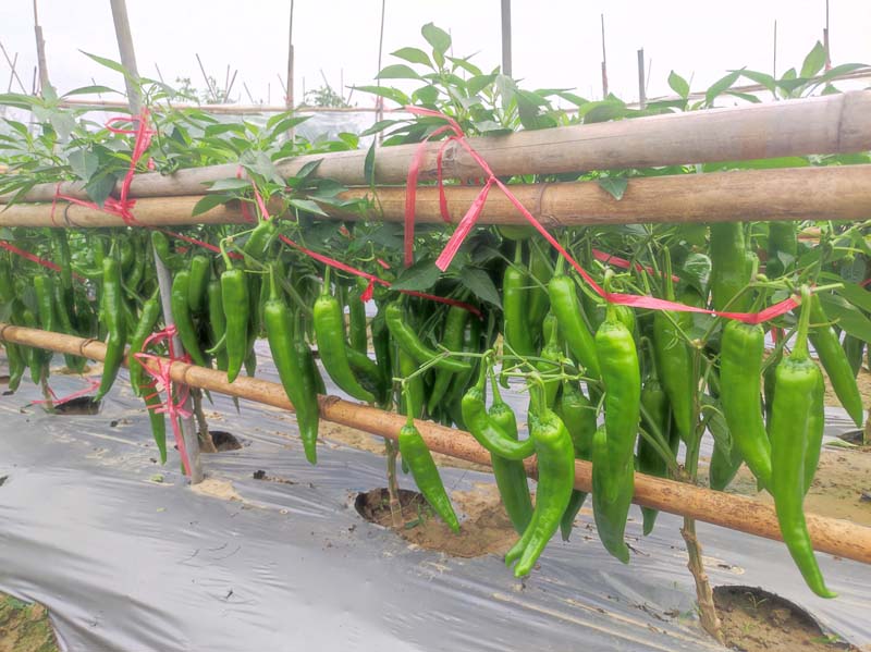 ZSP2154辣椒(预告)