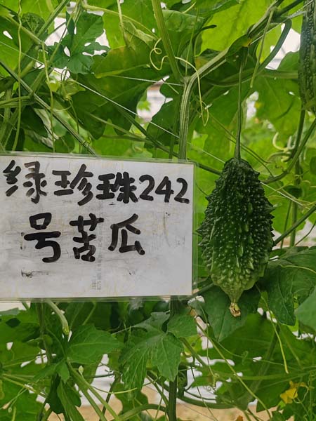 绿珍珠242号(预告)