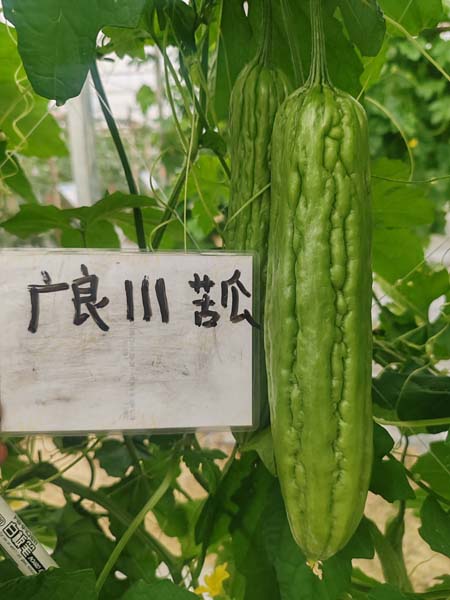 广良111苦瓜