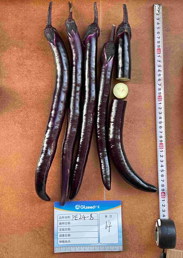 PE24-8茄子（预告）