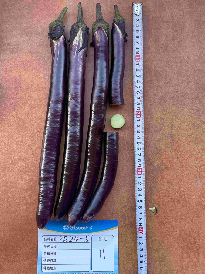 PE24-5线茄（预告）