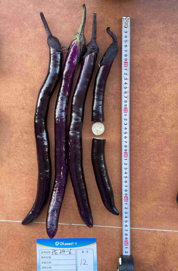 PE24-6线茄（预告）