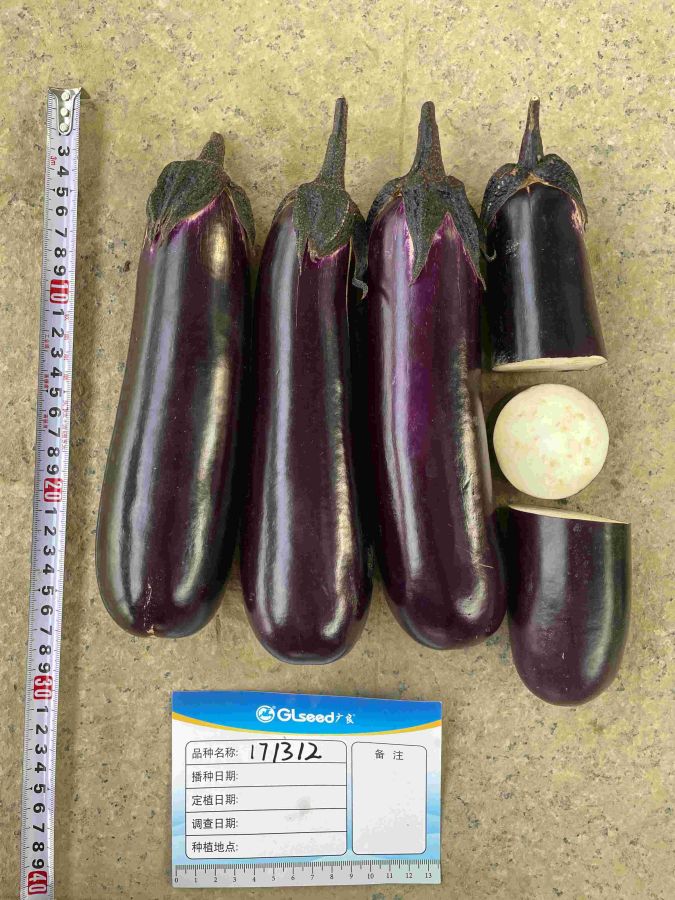 GL1312茄子（预告）
