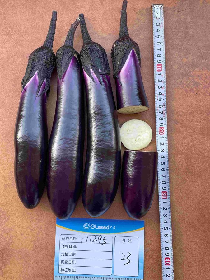 GL1295茄子（预告）