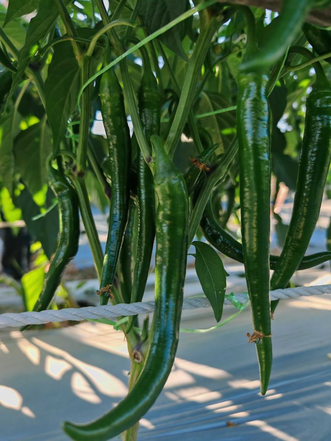 25SP-20线椒（预告）