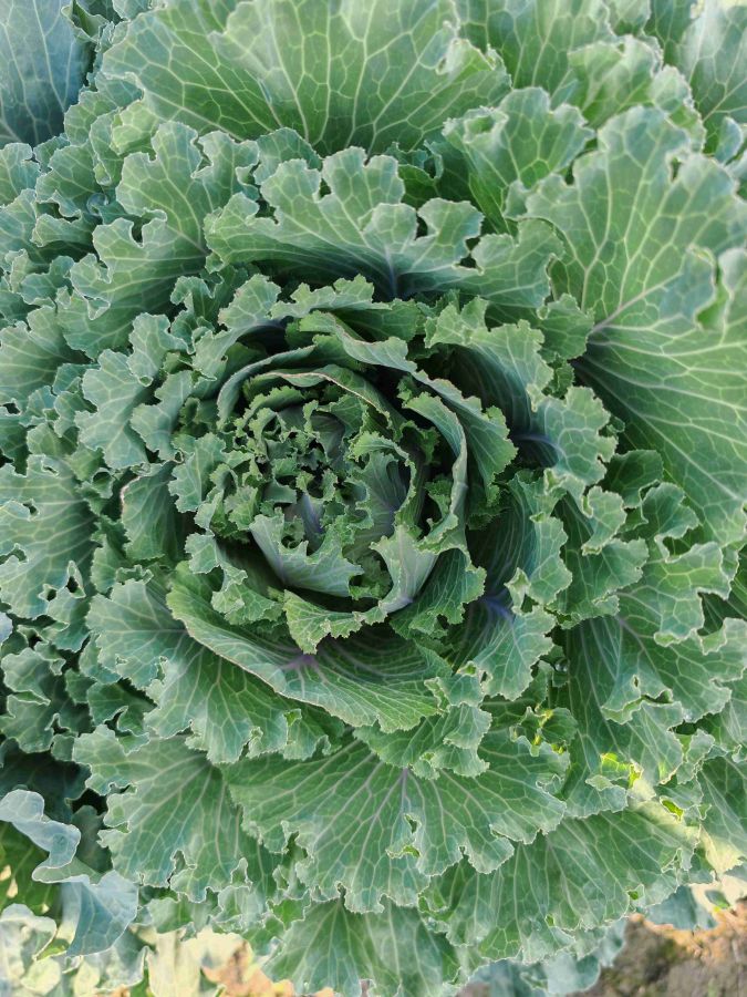 GL-YK-15（预告）