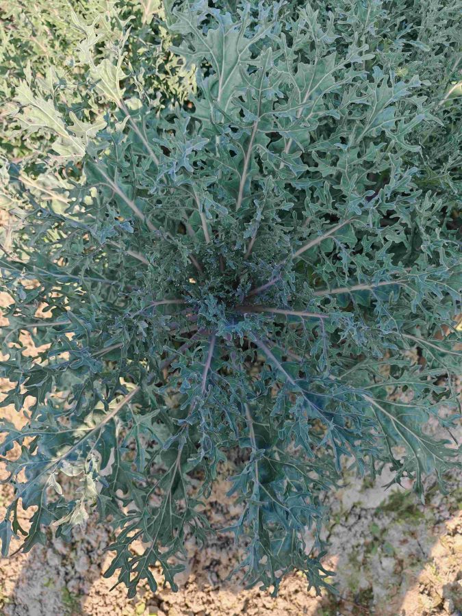 GL-YK-19（预告）