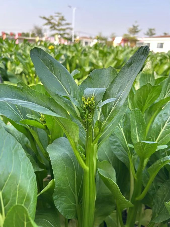 明兰菜心（预告）