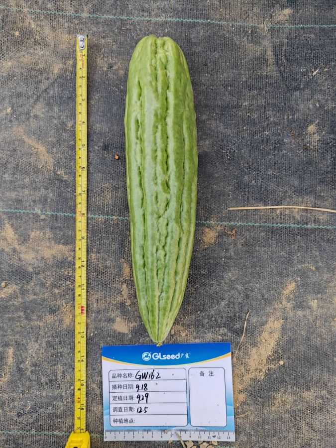 GW162苦瓜（预告）