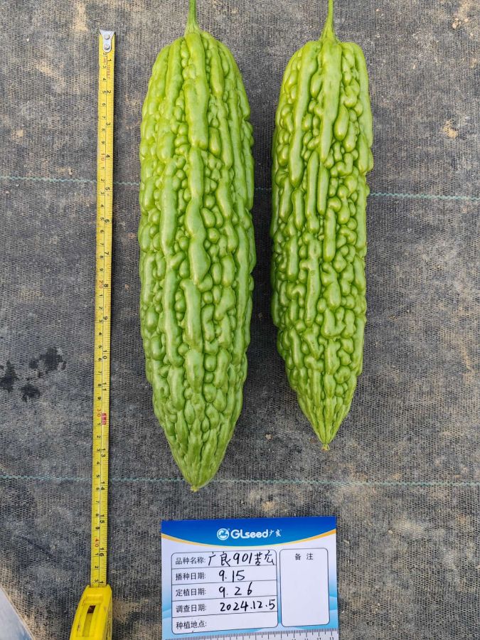 广良901苦瓜（预告）