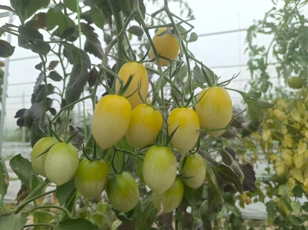 广良百花玉番茄(预告)