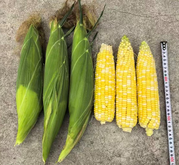 GL-B-4321玉米（预告）