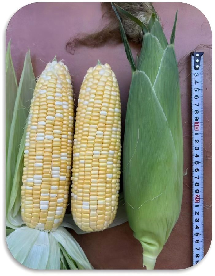 广良甜608玉米（预告）