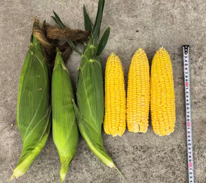 GL-Y-4560玉米（预告）