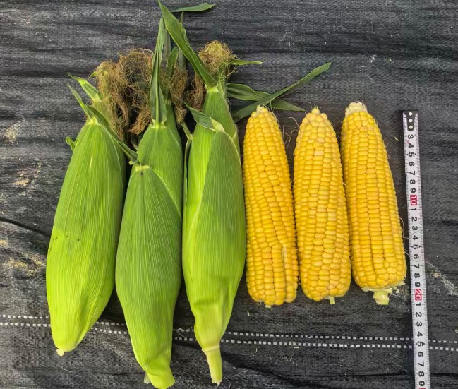 GL-Y-5010玉米（预告）