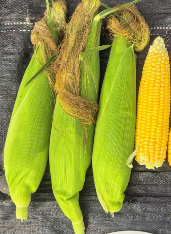 GL-Y-5008玉米（预告）