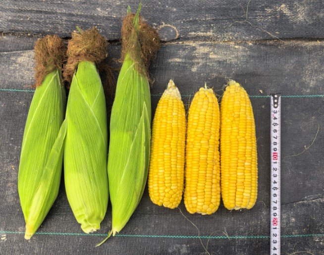 广良甜58号玉米（预告）
