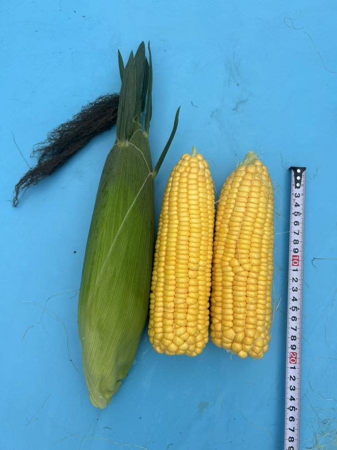 广良甜48号玉米（预告）
