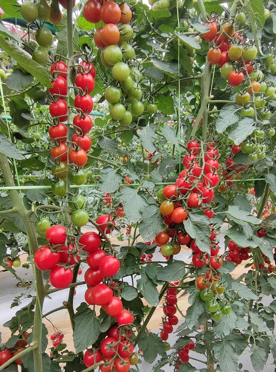 GZT24116番茄（预告）