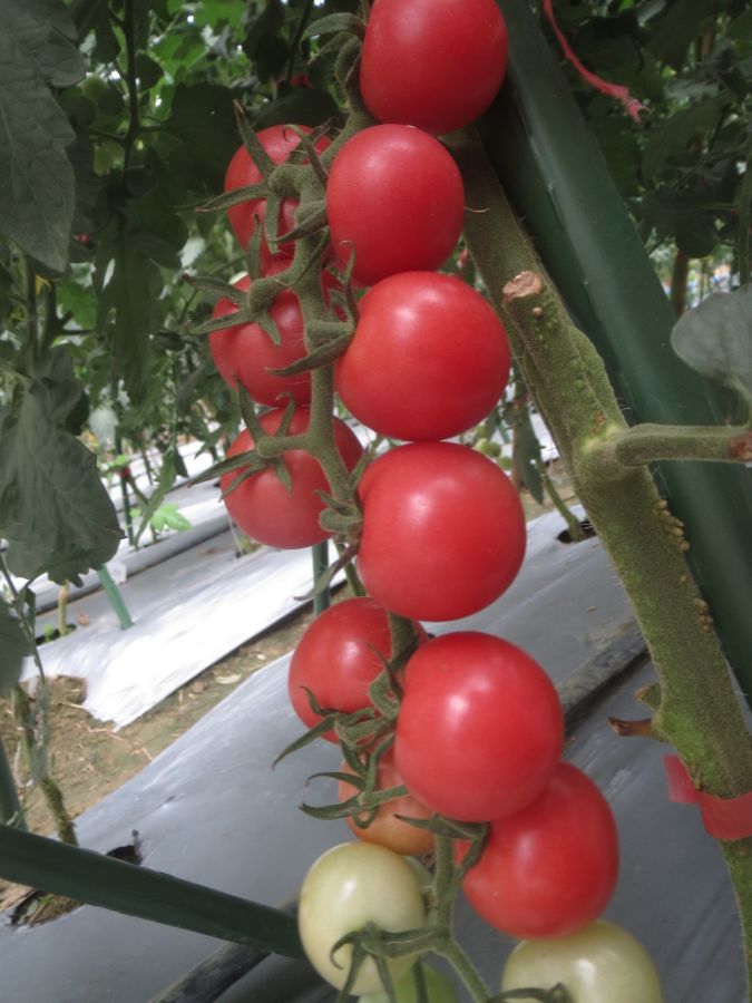 GZT24212番茄（预告）