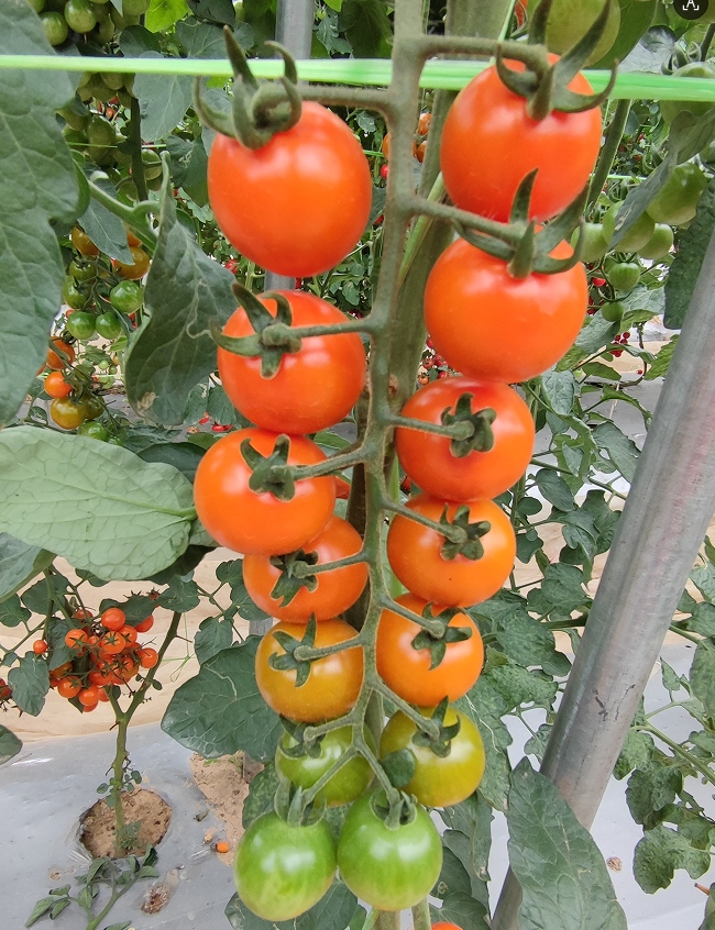 GZT25506番茄（预告）