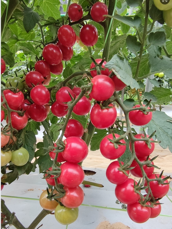 GZT25507番茄（预告）