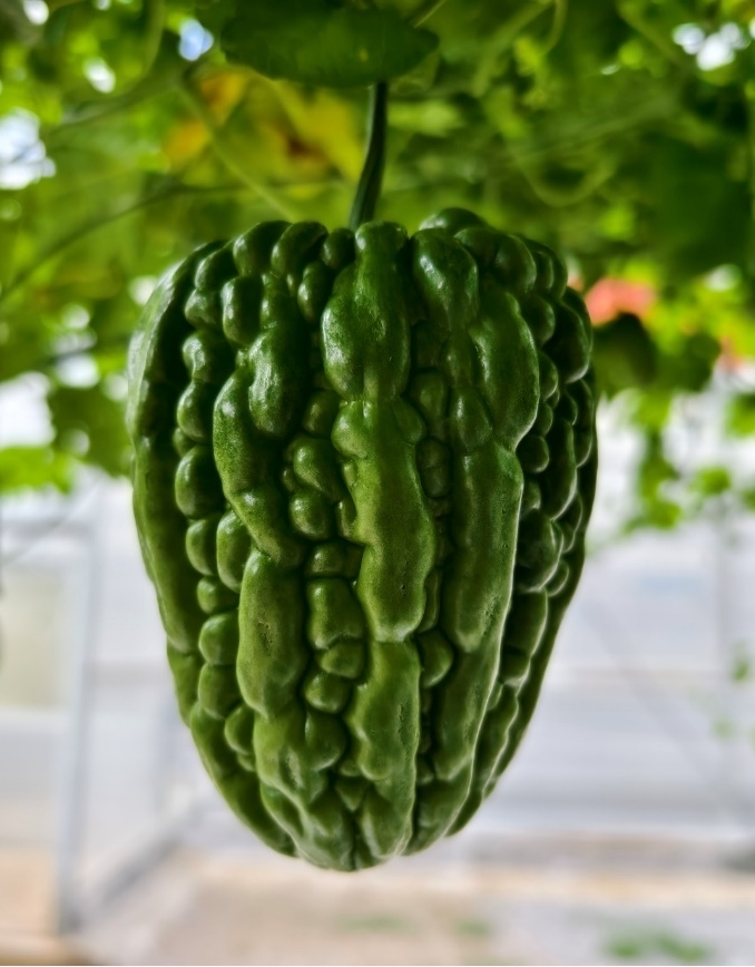 BY1069D苦瓜（预告）